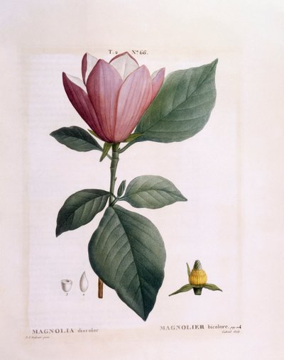 Magnolia (Magnolia discolour), tavola botanica di Pierre Joseph Redouté da Pierre Joseph Redouté