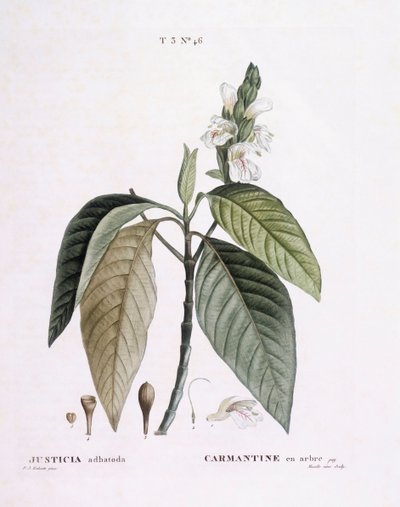Noce di Malabar (Justicia adhatoda), tavola botanica di Pierre Joseph Redouté da Pierre Joseph Redouté