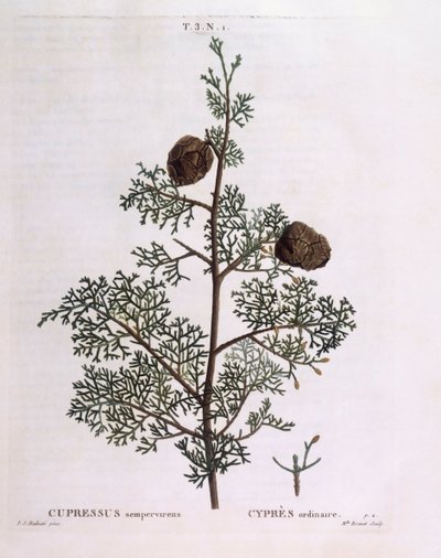 Cipresso mediterraneo (Cupressus sempervirens), tavola botanica di Pierre Joseph Redouté da Pierre Joseph Redouté