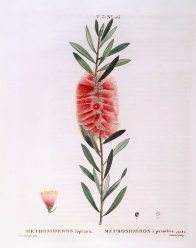 Metrosideros Lophanta, tavola botanica di Pierre Joseph Redouté da Pierre Joseph Redouté