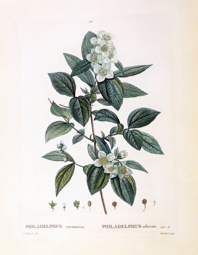 Finto arancio (Philadelphus coronarius), tavola botanica di Pierre Joseph Redouté da Pierre Joseph Redouté
