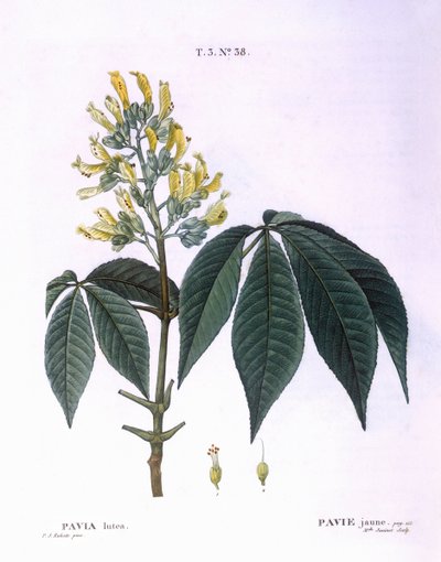 Pavia lutea, Henry Louis Duhamel du Monceau, tavola botanica di Pierre Joseph Redouté da Pierre Joseph Redouté