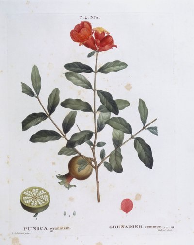 Melograno (Punica granatum), tavola botanica di Pierre Joseph Redouté da Pierre Joseph Redouté
