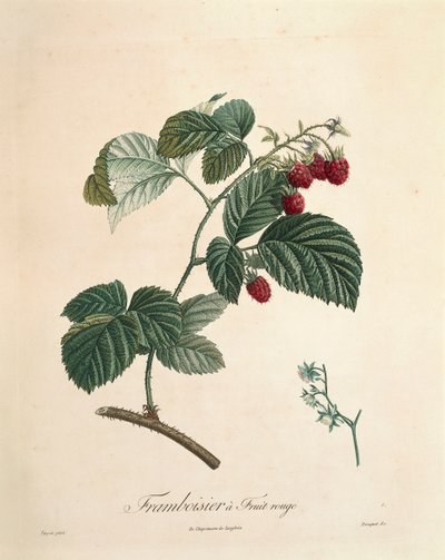 Lampone di Pierre Joseph Redouté da Pierre Joseph Redouté