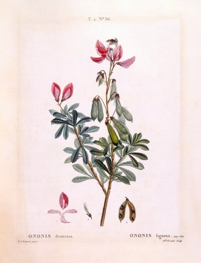 Ononide (Ononis fruticosa), tavola botanica di Pierre Joseph Redouté da Pierre Joseph Redouté