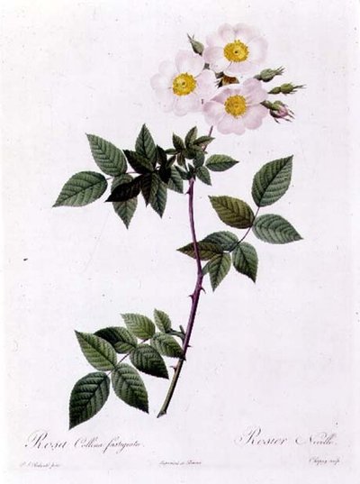 Rosa Collina fastigiata da Pierre Joseph Redouté