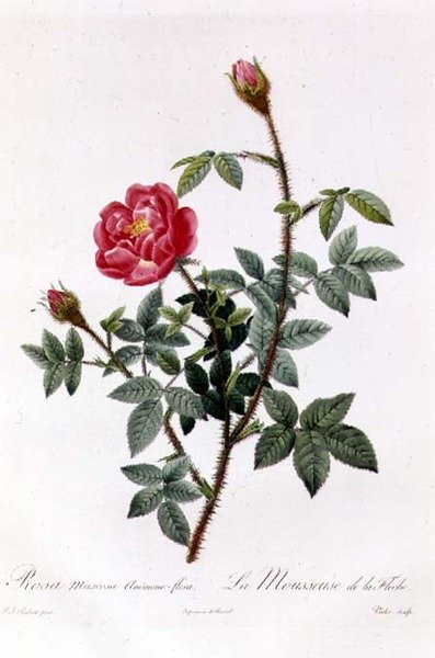 Rosa Muscosa Anemone-Flora da Pierre Joseph Redouté