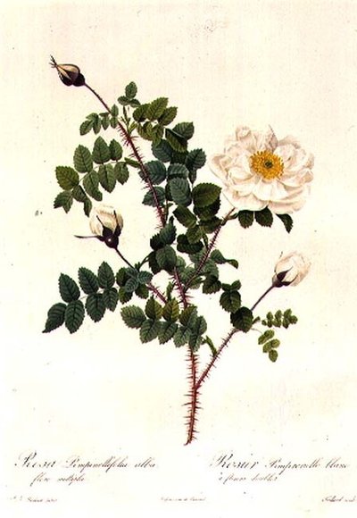 Rosa Pimpinellifolia Alba Flore Multiplei da Pierre Joseph Redouté