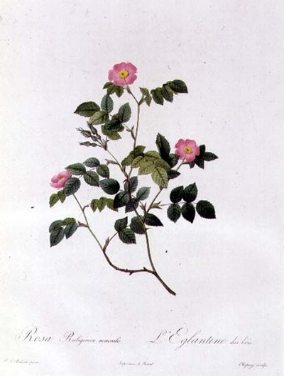 Rosa Rubiginosa Nemoralis da Pierre Joseph Redouté