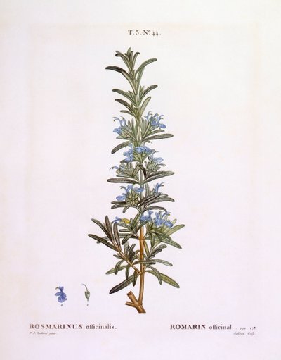 Rosmarino (Rosmarinus officinalis), tavola botanica di Pierre Joseph Redouté da Pierre Joseph Redouté