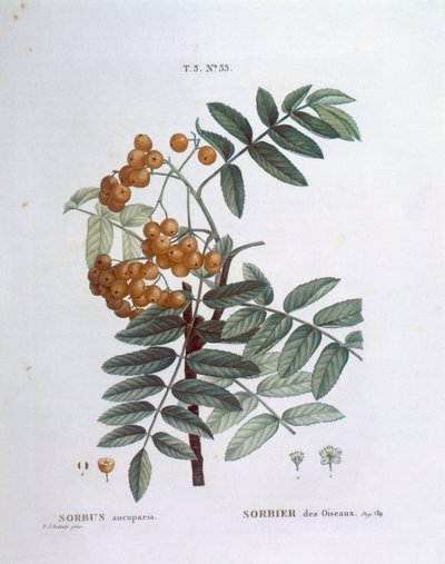 Sorbo o sorbo degli uccellatori (Sorbus aucuparia), Henry Louis Duhamel du Monceau, tavola botanica di Pierre Joseph Redouté da Pierre Joseph Redouté