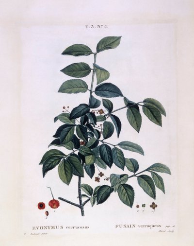 Fusaggine (Euonymus verrucosus), tavola botanica di Pierre Joseph Redouté da Pierre Joseph Redouté