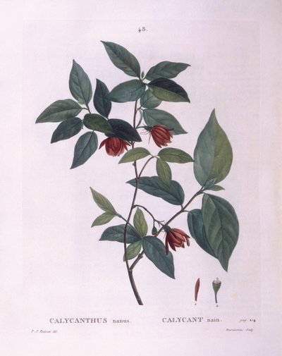 Calycanthus (Calycanthus nanus), tavola botanica di Pierre Joseph Redouté da Pierre Joseph Redouté