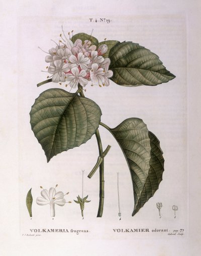 Volkameria fragrans, tavola botanica di Pierre Joseph Redouté da Pierre Joseph Redouté