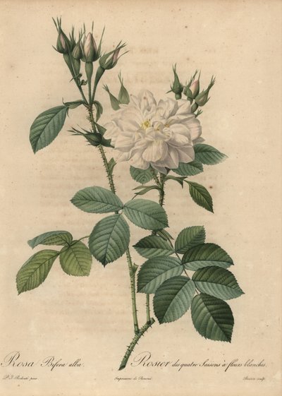 Rosa bianca, Rosa bifera alba da Pierre Joseph Redouté