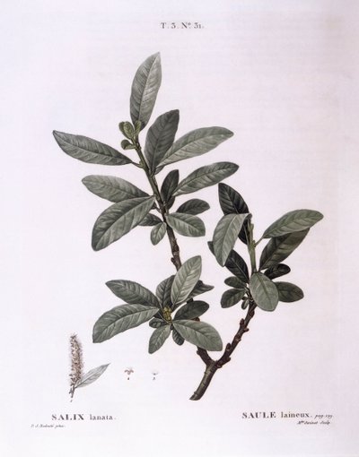 Salice (Salix lanata), tavola botanica di Pierre Joseph Redouté da Pierre Joseph Redouté