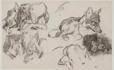 Studi di cani marocchini da Pierre Andrieu