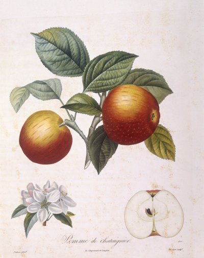 Mela "Pomme de chataignier", Henry Louis Duhamel du Monceau, tavola botanica di Pierre Antoine Poiteau da Pierre Antoine (after) Poiteau