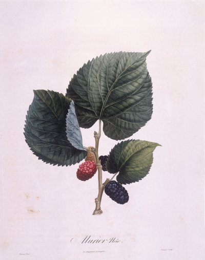 Gelso nero (Morus nigra), tavola botanica di Pierre Antoine Poiteau da Pierre Antoine (after) Poiteau