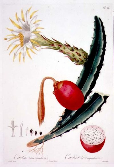 Cactus Triangularis, tavola 26 da 