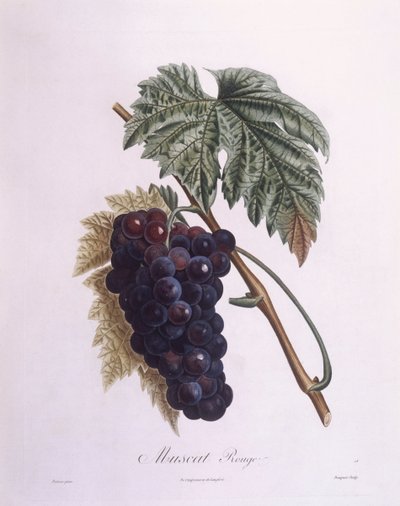 Vite del moscato (Vitis vinifera), tavola botanica di Pierre Antoine Poiteau da Pierre Antoine (after) Poiteau