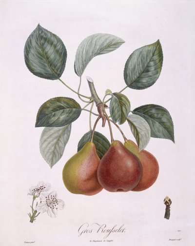 Pera "Gros Rousselet", tavola botanica di Pierre Antoine Poiteau da Pierre Antoine (after) Poiteau