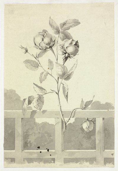 Rosa da Pierre Antoine Mongin