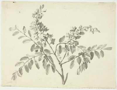 Il ramo fiorito da Pierre Antoine Mongin