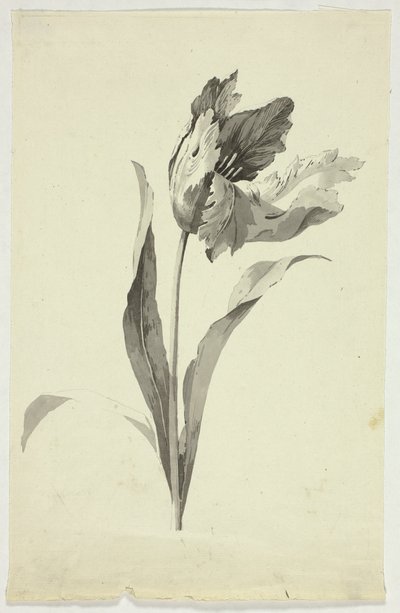 Tulipano da Pierre Antoine Mongin