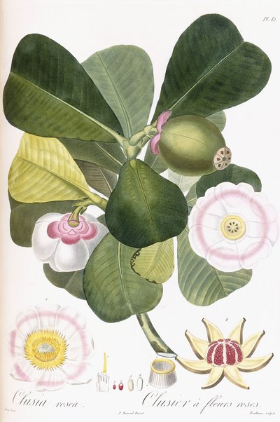 Clusia rosea, Clusier a fleurs roses, 1808-1828 da Pierre Antoine Poiteau