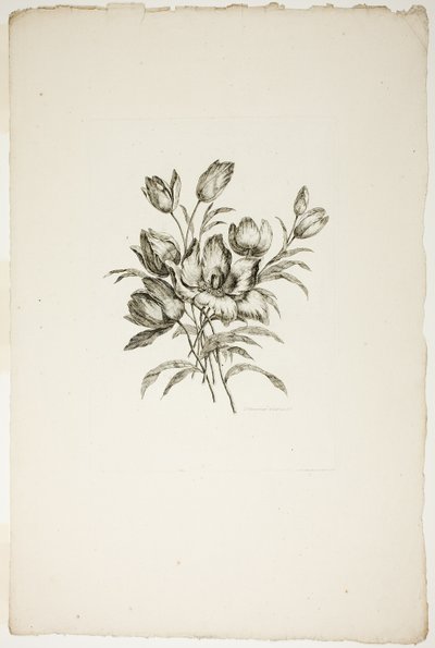 Bouquet con tulipani, dalla Collezione di diversi bouquet di fiori, inventati e disegnati da Jean Pillement e incisi da P. C. Canot da Pierre Charles Canot