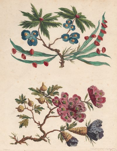 Due rami di fiori immaginari da Pierre Charles Canot