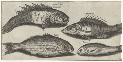 Pesce capra, persico, ghiozzo e un pesce sconosciuto da Pierre Firens