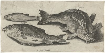 Tre carpe da Pierre Firens