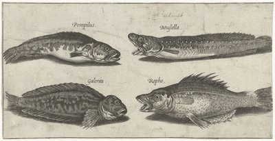 Merluzzo, cernia, blennio cornuto e un pesce nero da Pierre Firens