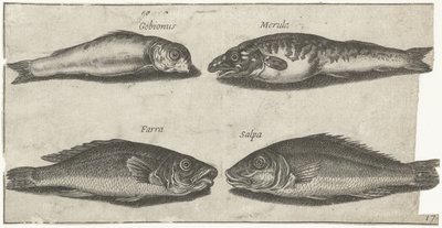 Ghiozzo, pesce capone, merluzzo e un altro pesce da Pierre Firens