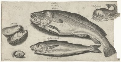 Merluzzo, merlano, un delfino e conchiglie (Pesci) da Pierre Firens