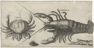 Aragosta, granchio, salamandra e una conchiglia da Pierre Firens