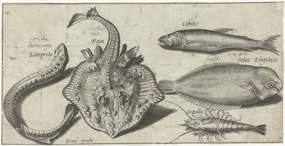Razza, lampreda, gambero e altri due pesci Pesci (titolo della serie) Piscivm vivae icones (titolo della serie) da Pierre Firens