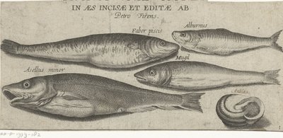 Sprotte, carpa, muggine, piccolo merluzzo e una conchiglia (serie di pesci) da Pierre Firens
