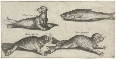 Due foche, un leone marino e un cefalo da Pierre Firens