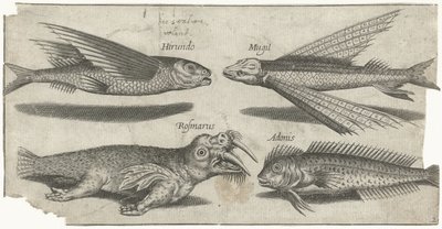 Pesce volante, pesce lupo, pesce limaccia e un tricheco da Pierre Firens