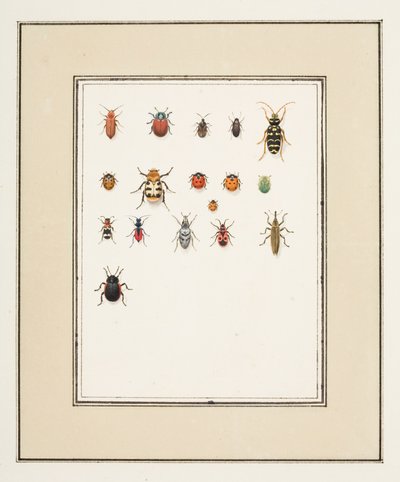 Coleotteri, c.1755-65 da Pierre Francois Ledoulx