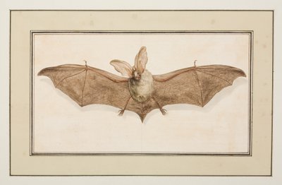 Pipistrello dalle lunghe orecchie marroni, c.1755-65 da Pierre Francois Ledoulx
