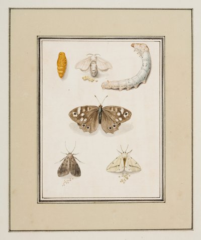 Farfalle, falene e bruchi, c.1755-65 da Pierre Francois Ledoulx