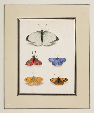 Farfalle, c.1755-65 da Pierre Francois Ledoulx