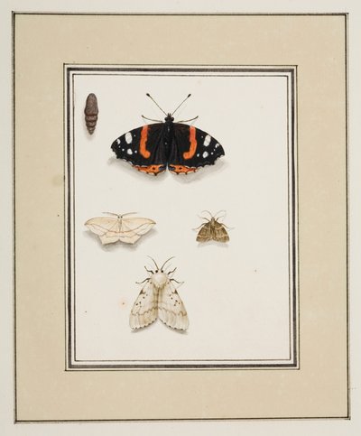 Farfalle, c.1755-65 da Pierre Francois Ledoulx