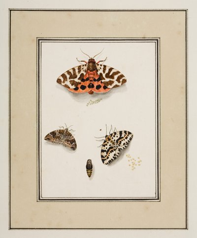 Farfalle, c.1755-65 da Pierre Francois Ledoulx