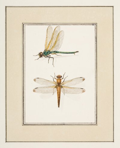 Libellule, c.1755-65 da Pierre Francois Ledoulx