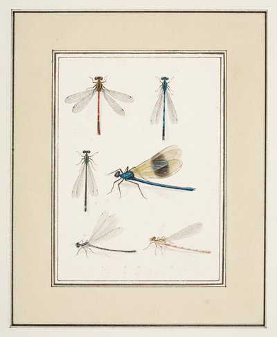 Libellule, c.1755-65 da Pierre Francois Ledoulx